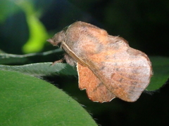Phyllodesma joannisi