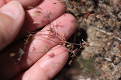 Leptosiphon pygmaeus continentalis