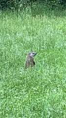 Marmota monax