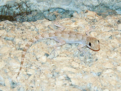 Mediodactylus heterocercus