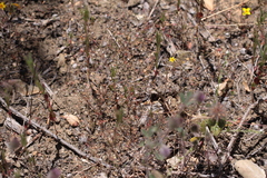 Leptosiphon pygmaeus continentalis