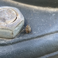 Pentatoma rufipes