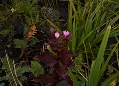 Epilobium ciliatum watsonii