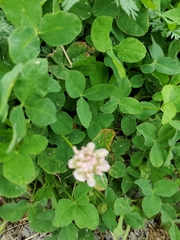 Trifolium hybridum