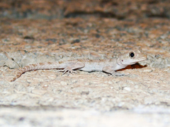 Mediodactylus heterocercus