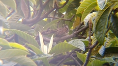 Melospiza melodia