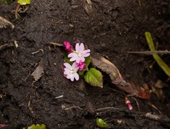 Epilobium ciliatum watsonii