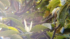 Melospiza melodia