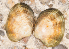 Ruditapes decussatus