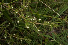 Galium trifidum columbianum