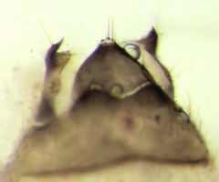 Hemipsocidae