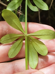 Rubia peregrina subsp. longifolia image