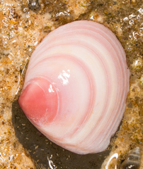 Macoma balthica