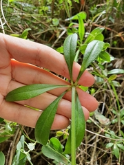 Rubia peregrina subsp. longifolia image
