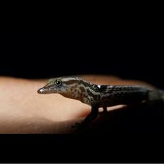 Sphaerodactylus grandisquamis