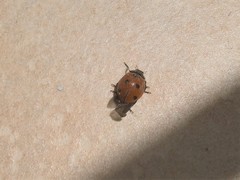 Coccinella septempunctata