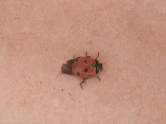 Coccinella septempunctata