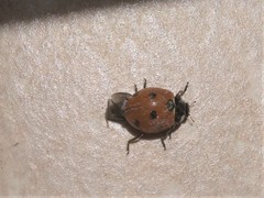 Coccinella septempunctata