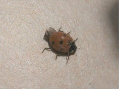 Coccinella septempunctata