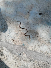 Micrurus tener