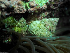 Coralliophila meyendorffii image