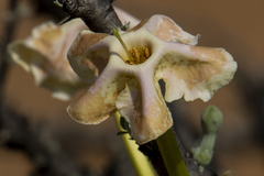 Sesamothamnus lugardii