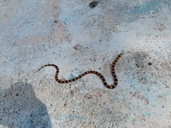 Micrurus tener