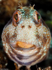 Parablennius goreensis