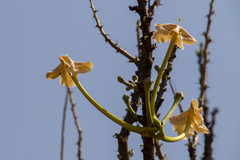 Sesamothamnus lugardii