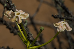 Sesamothamnus lugardii