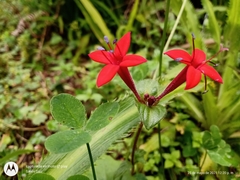 Crusea coccinea