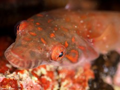 Lepadogaster candolii