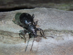 Otiorhynchus ovalipennis