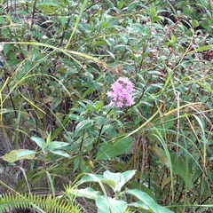 Pentas lanceolata