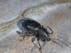 Otiorhynchus ovalipennis