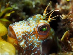 Parablennius goreensis