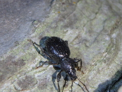 Otiorhynchus ovalipennis