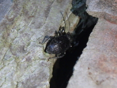 Otiorhynchus ovalipennis