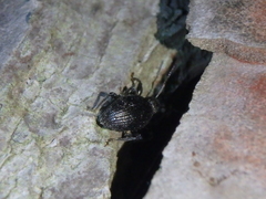 Otiorhynchus ovalipennis