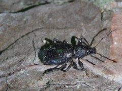 Otiorhynchus ovalipennis