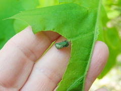 Homoeolabus analis