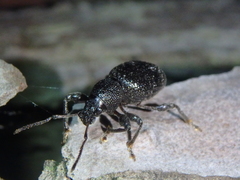 Otiorhynchus ovalipennis