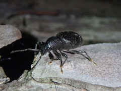 Otiorhynchus ovalipennis