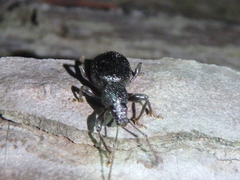 Otiorhynchus ovalipennis