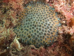 Plesiastrea versipora
