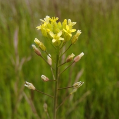 Camelina