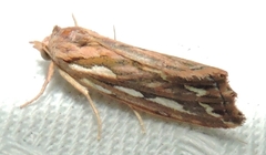 Meyrickella torquesauria