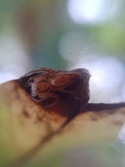 Oxyopes niveosigillatus