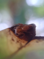 Oxyopes niveosigillatus