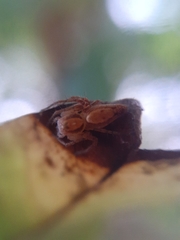 Oxyopes niveosigillatus